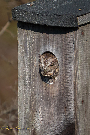 Eastern Screech Owl