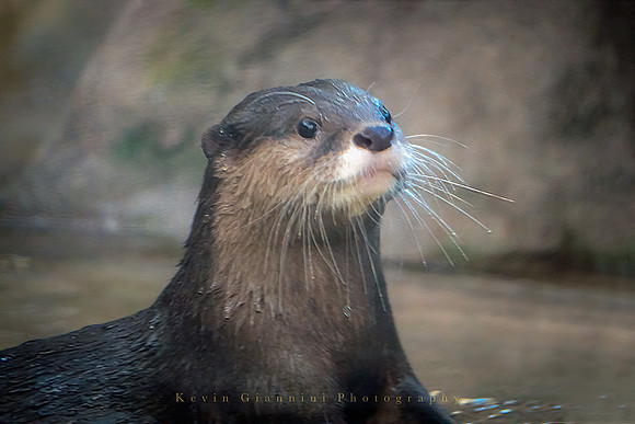Asian Small-clawed Otter
