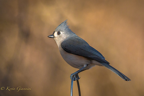 Tufted Titmouse