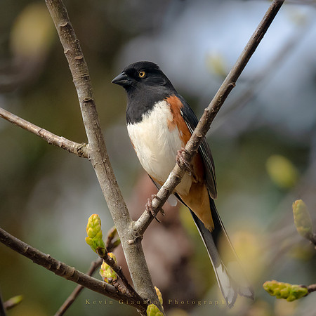 Eastern Towhee