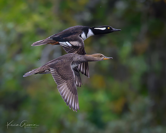Hooded Mergansers