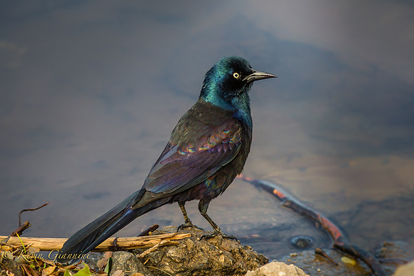 Common Grackle