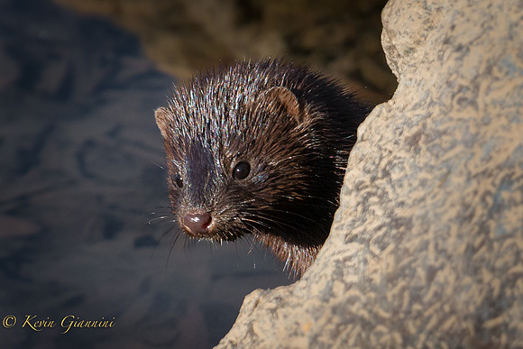 Young Mink