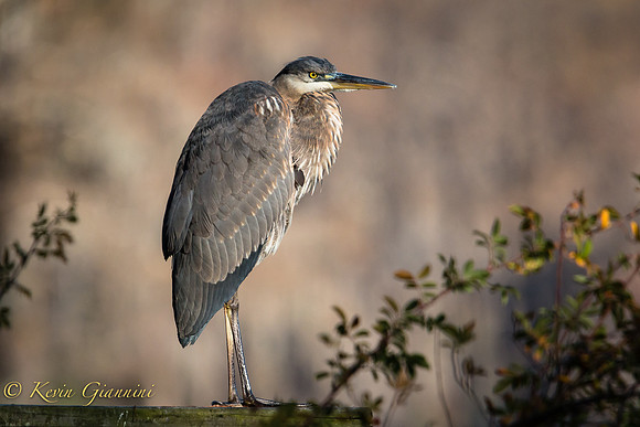 Great Blue Heron