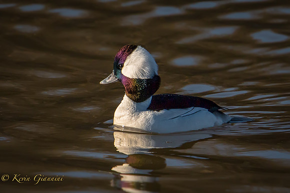 Bufflehead