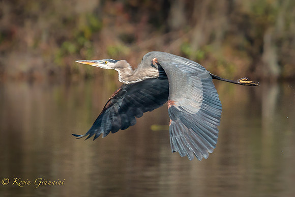 Great Blue Heron in flight