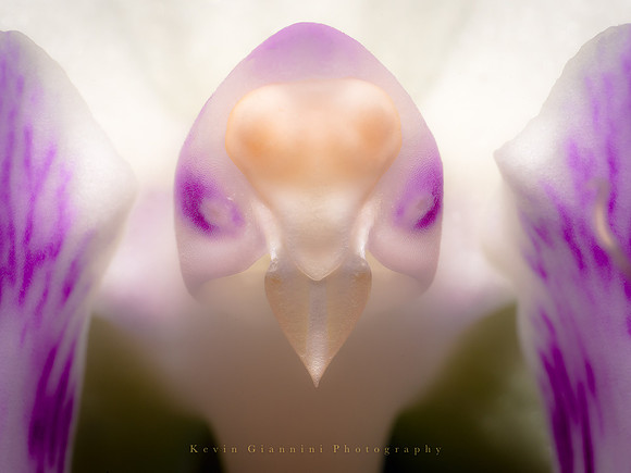 Orchid