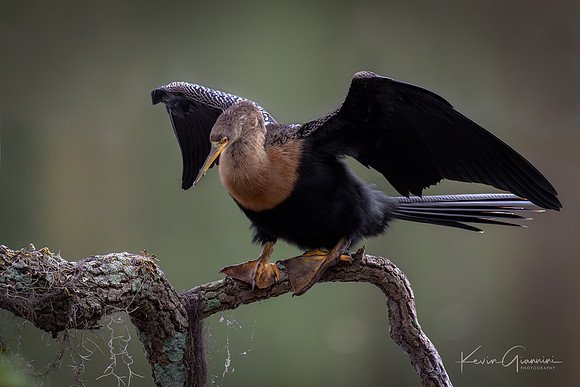 Anhinga
