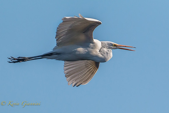Great Egret in flight