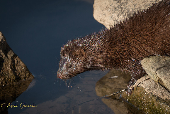 Young Mink