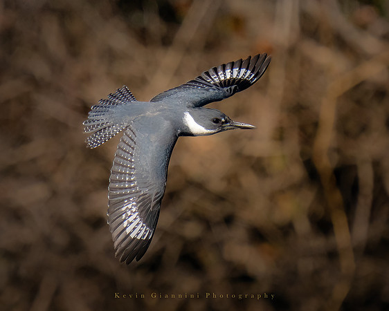 Belted Kingfisher