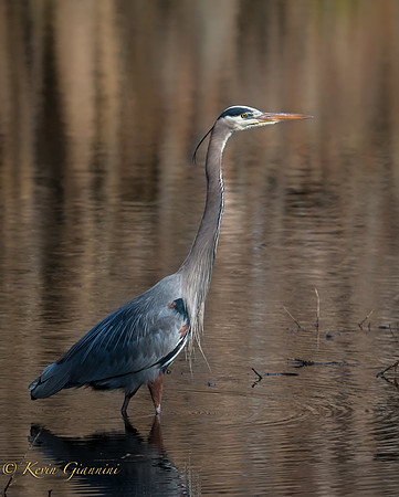 Great Blue Heron