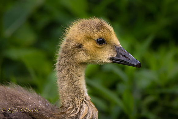 Gosling