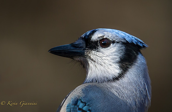 Blue Jay