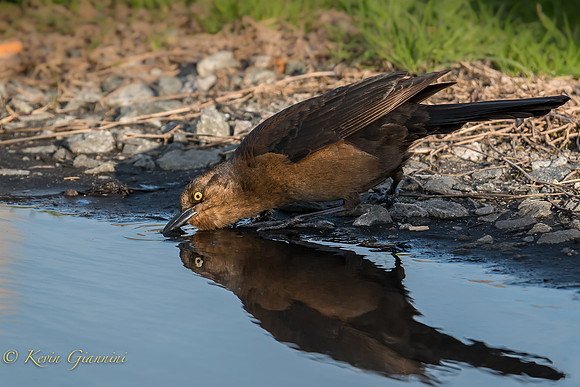 Grackle having a drink