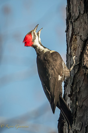 Pileated Woodpecker
