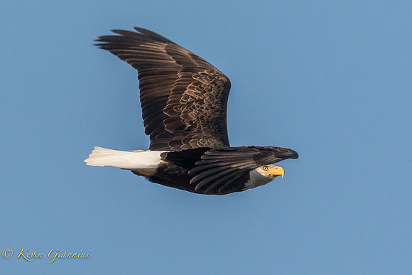 Bald Eagle in flight