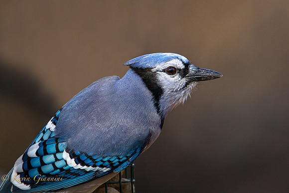 Blue Jay