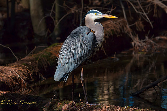 Great Blue Heron