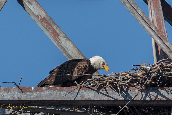 The other adult now enters the nest, presumably to tend to the egg(s)!  3/23/15