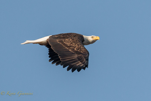 Bald Eagle in flight