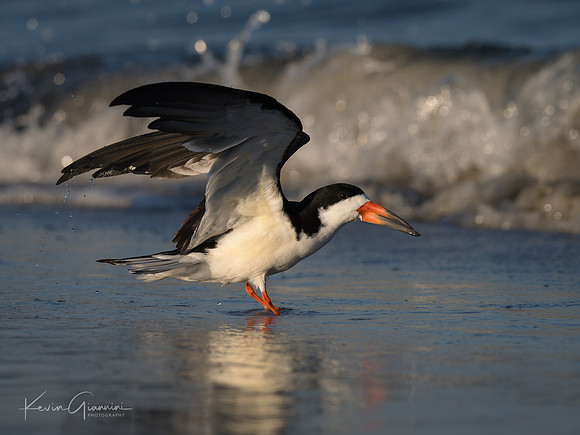 Black Skimmer