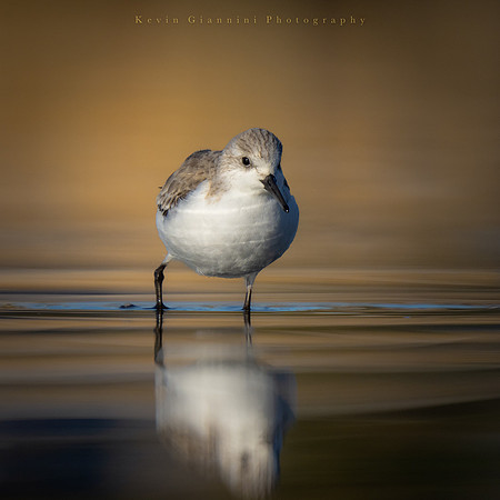 Sanderling