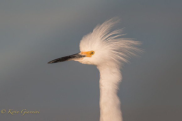 Snowy Egret