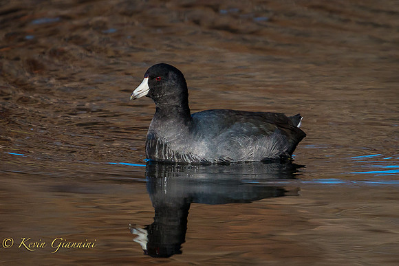 American Coot