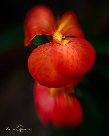 Dwarf Canna Lily