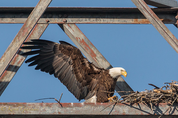 The adult lands next to the nest.  3/23/15
