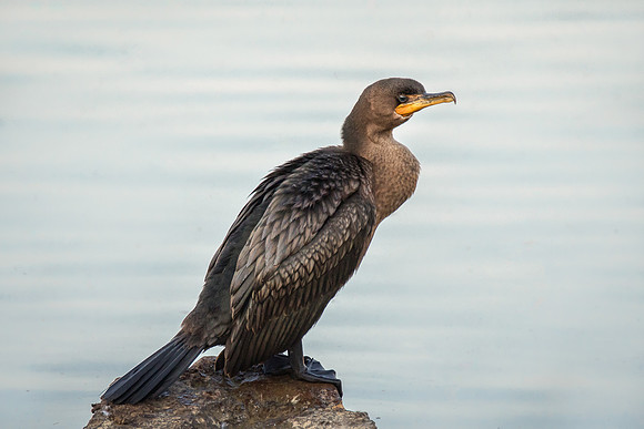 Double Crested Cormorant