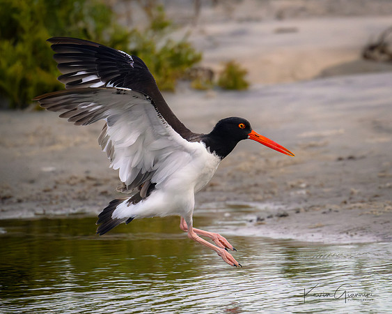 American Oystercatcher