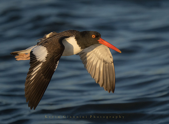 American Oystercatcher