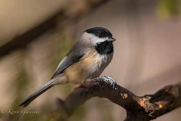Carolina Chickadee