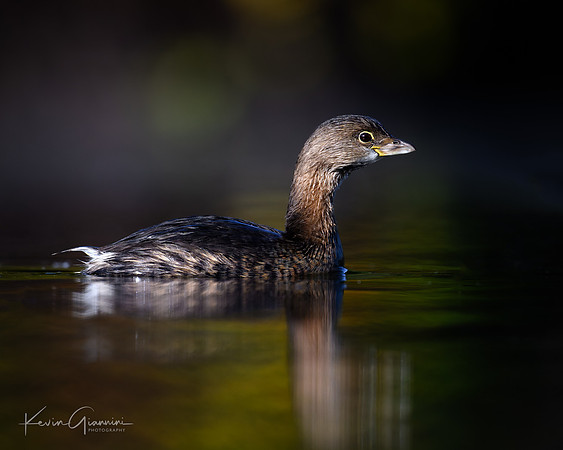 Pied-billed Grebe