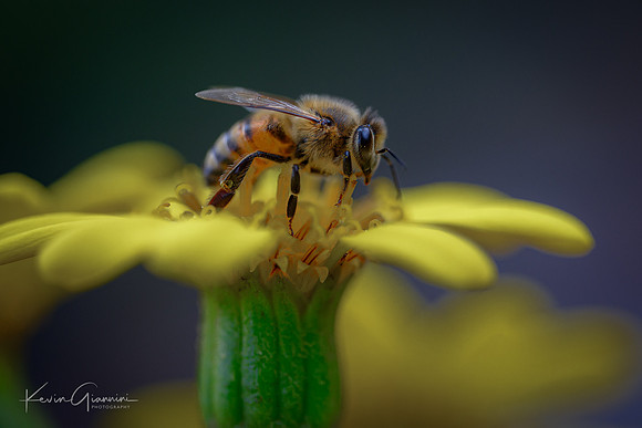 Bee