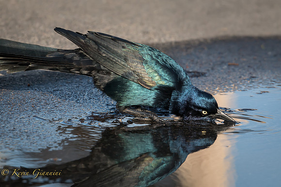Grackle having a drink