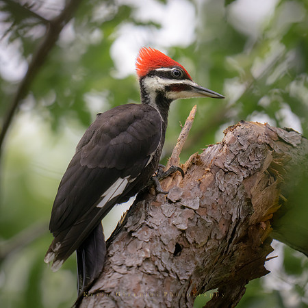 Pileated Woodpecker