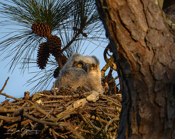 Great Horned Owlet