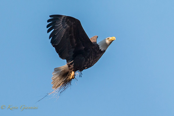 Adult returning to the tower with nesting material 3/23/15