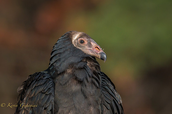 Young Turkey Vulture