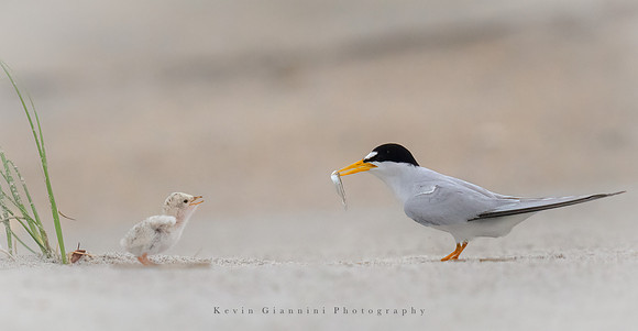 Least Tern