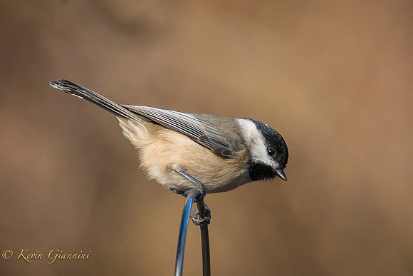 Carolina Chickadee