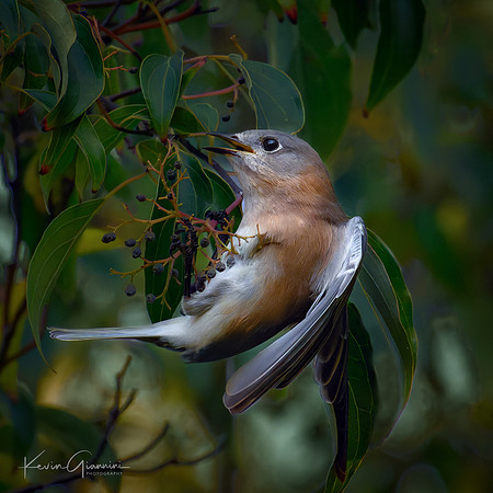 Bluebird