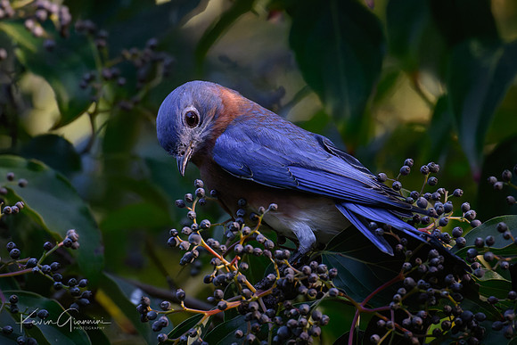 Bluebird