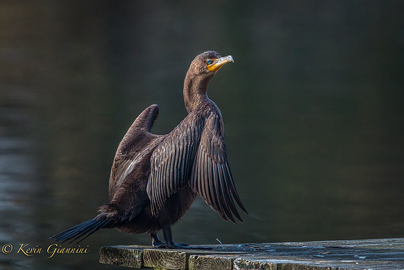 Cormorant