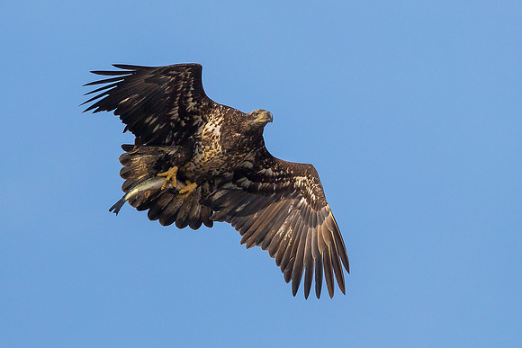 Juvenile Bald Eagle with Fish - 3