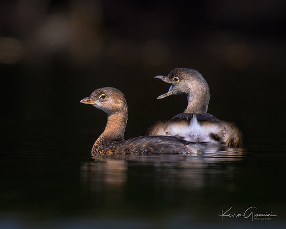 Pied-billed Grebes