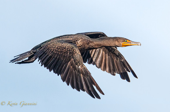 Cormorant in-flight